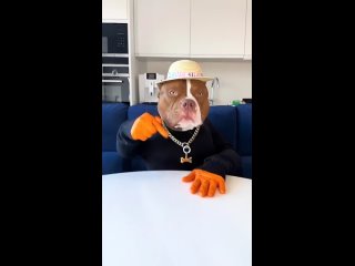 🐶😂👍
 Видео_от_МХК_3.mp4..