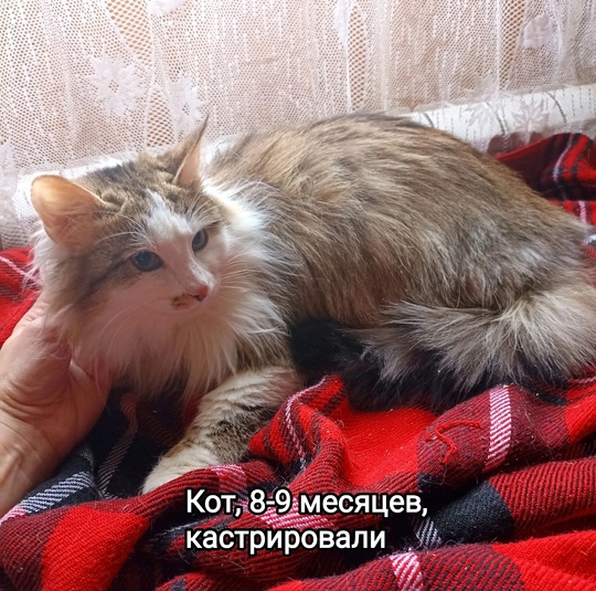 Люберцы. В поисках дома котята-подростки и кошка, если кто из них вам приглянулся, пишите в личные сообщения..