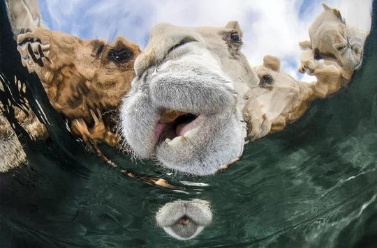 Фото призеров конкурса подводной съёмки The Underwater Photographer of the Year 2025. 
Главным победителем был назван Альваро..