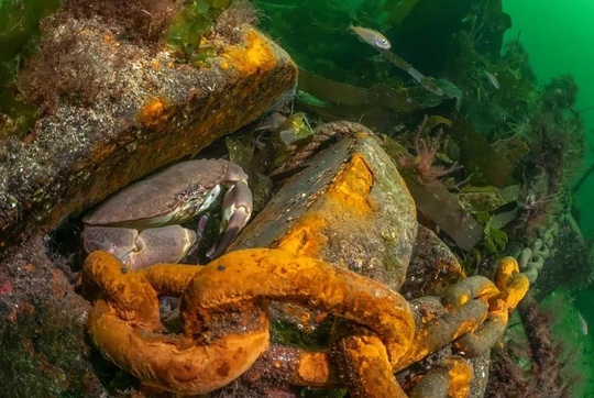 Фото призеров конкурса подводной съёмки The Underwater Photographer of the Year 2025. 
Главным победителем был назван Альваро..