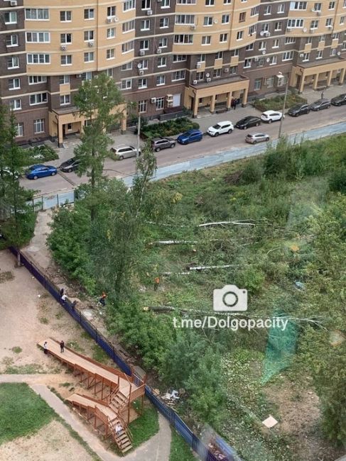 Сухостой говорили они, никакой застройки твердили они…. Какая же наглая ложь от нашей администрации..