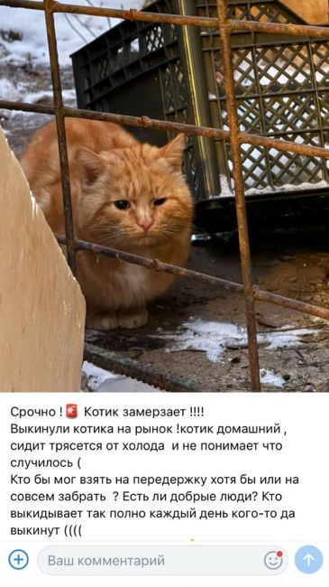 Доброго всем времени суток!
Недавно был подброшен к Флинту (ветклиника в Долгопрудном) скорее всего ранее..