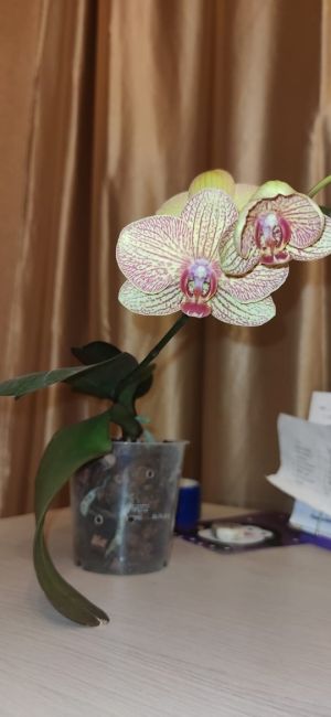 🌸В Аптекарском огороде распустился необыкновенный цветок — орхидея «Яйцо в гнезде».  Это растение можно..