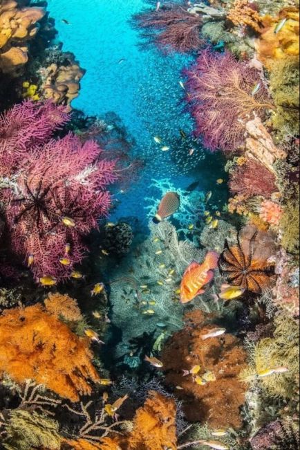 Фото призеров конкурса подводной съёмки The Underwater Photographer of the Year 2025. 
Главным победителем был назван Альваро..