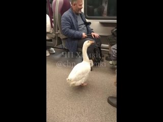 🪿На МЦД-3 снова появился гусь!  Мне кажется, что гусь получает в несколько раз больше, чем мы все вместе..
