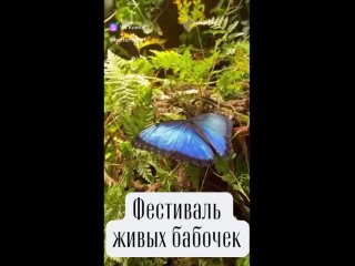 Наша выставка переходит на другой уровень качества. В субботу мы привезем огромное количество бабочек,..