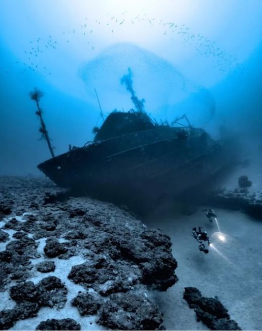 Фото призеров конкурса подводной съёмки The Underwater Photographer of the Year 2025. 
Главным победителем был назван Альваро..