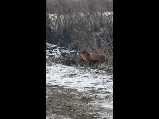 🦊 Рыжую красавицу заметили в..