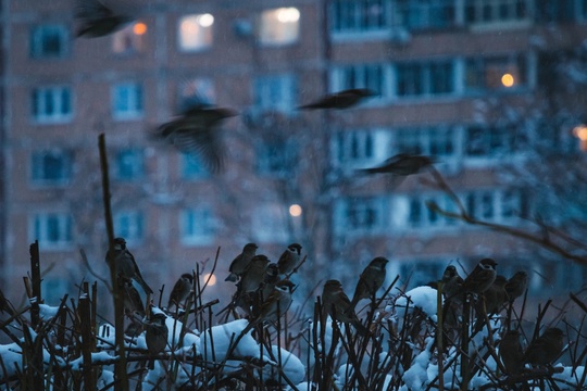 Снег выпал к концу..