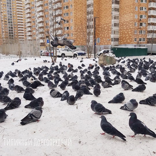 Сколько голубей на картинке ждут весну?..