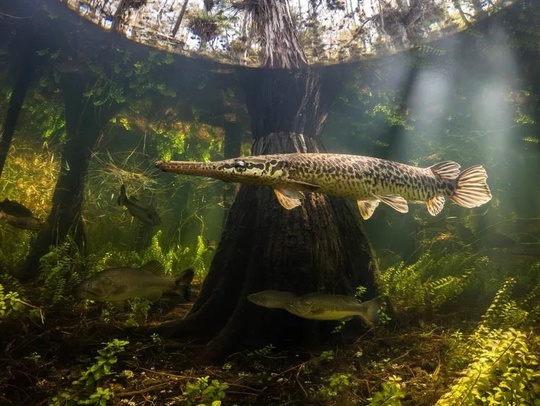 Фото призеров конкурса подводной съёмки The Underwater Photographer of the Year 2025. 
Главным победителем был назван Альваро..