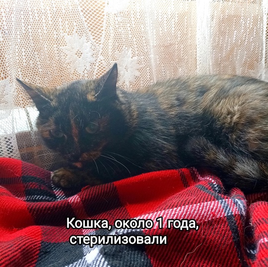 Люберцы. В поисках дома котята-подростки и кошка, если кто из них вам приглянулся, пишите в личные сообщения..