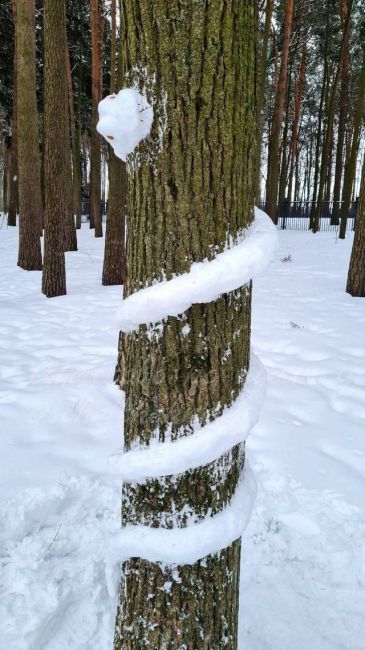 Змей в парке❄️  Как оцените..