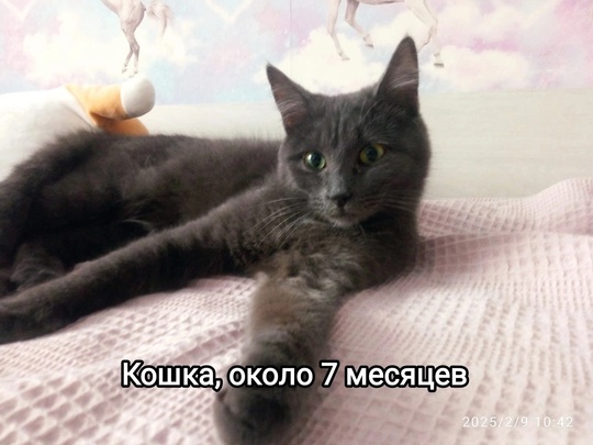 Люберцы. В поисках дома котята-подростки и кошка, если кто из них вам приглянулся, пишите в личные сообщения..