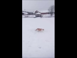 В Богородском округе орудует банда... котов😎  Усатая ОПГ без зазрения совести грабит рыбаков, забирая у них..