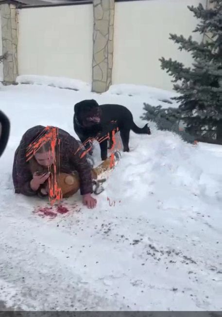 Ещё одна злобная собака напала на ребенка  На сей раз — в Екатеринбурге.Ротвейлер атаковал 31-летнюю женщину..