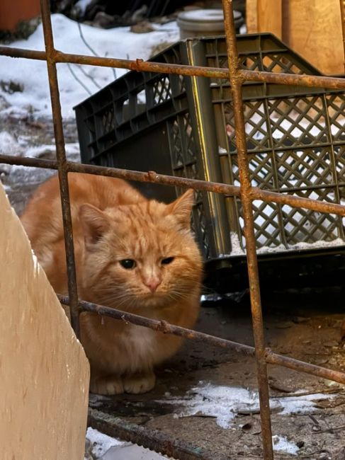 Срочно !🚨 Котик замерзает !!!!
Выкинули котика на рынок !котик домашний , сидит трясется от холода  и не..