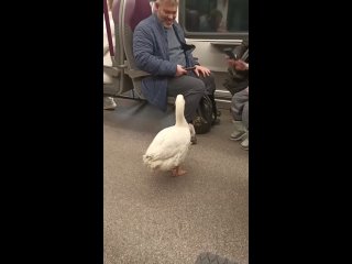 💁‍♂ Ничего необычного, просто на МЦД-3 гусь собирает деньги за..