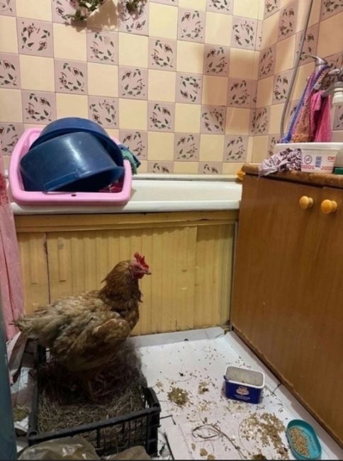 С такими ценами на яйца пришлось курицу в квартире заводить, думаю еще докупить парочку, как..